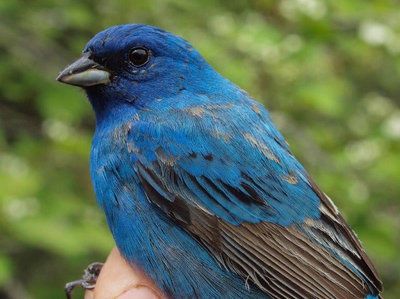 This second-year male Indigo Bunting may hang around MBO to breed this summer (Photo by Simon Duval)