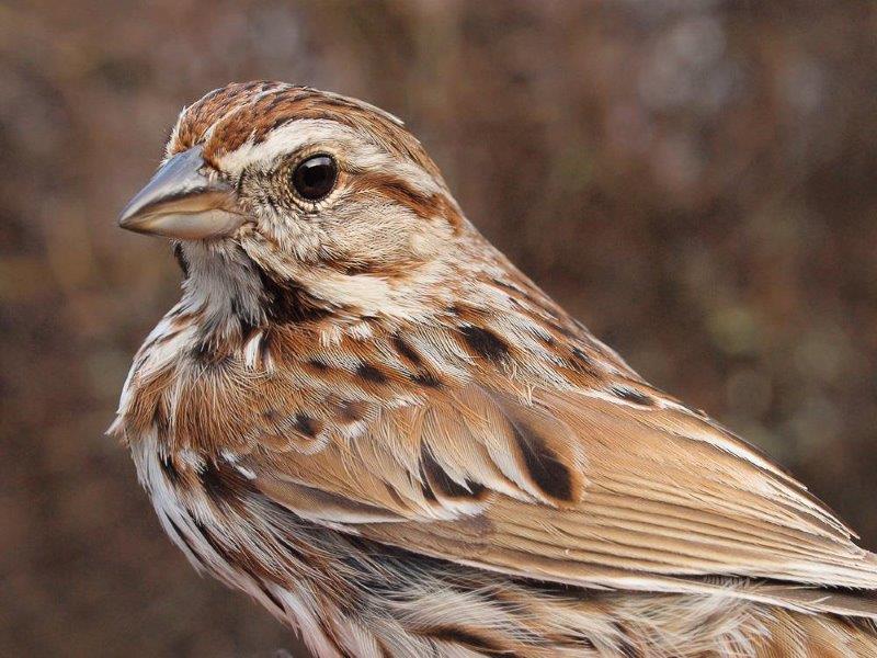 Song Sparrows are reliably one of the earliest of MBO’s migrants to return in good numbers in spring (Photo by Simon Duval)