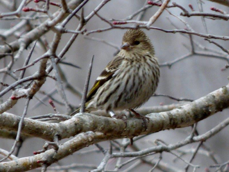 This banded Pine Siskin was part of a flock still hanging around this week, presumably having stayed since March despite the feeders being removed at the beginning of the spring monitoring season (Photo by Marcel Gahbauer)