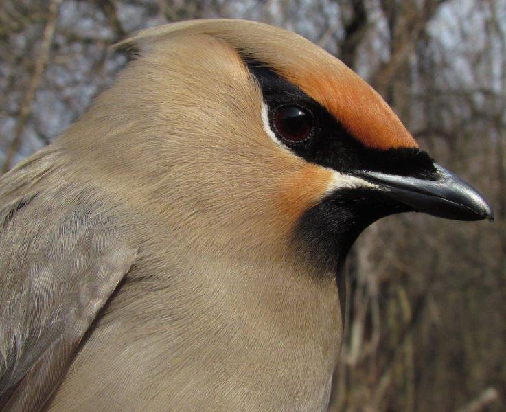 One of the incredible 14 Bohemian Waxwings banded on the first day of banding this spring (Photo by Lisa Keelty)