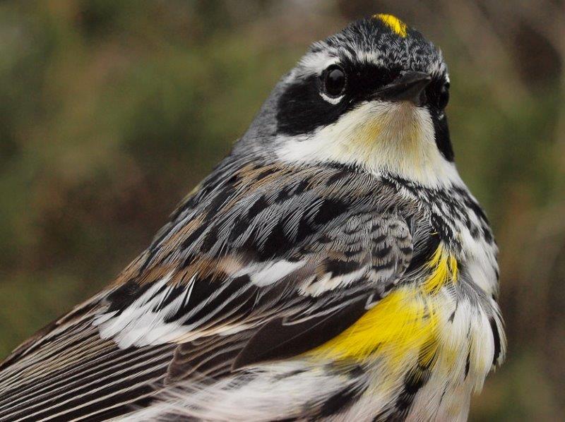 This male Yellow-rumped Warbler heralds the return of warblers to MBO – over the course of the next three weeks, we expect to observe at least another 20 species (Photo by Simon Duval)