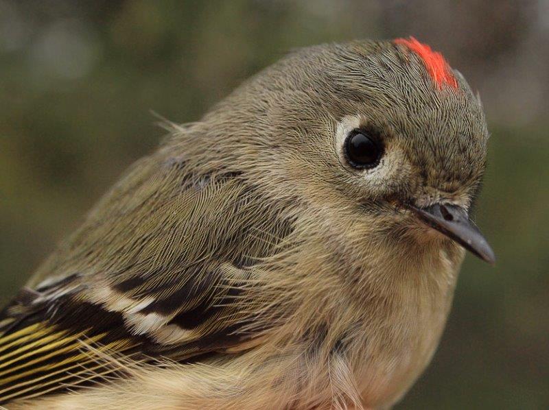 Ruby-crowned Kinglet was the bird of the week, with 38 banded, the most in a single week in spring since 53 in week 5 of 2009. (Photo by Simon Duval)