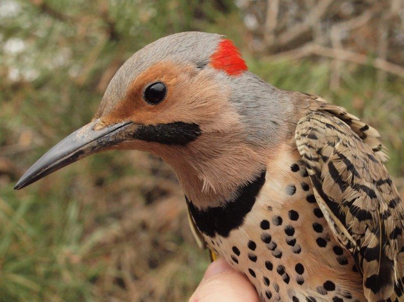  Although Yellow-shafted Flickers are fairly common at MBO, we band on average just one per spring, so we were fortunate to band this male this week, after already banding a female (below) last week. (Photos by Simon Duval)