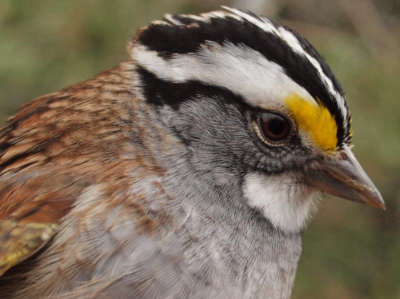White-throated Sparrows are moving through MBO in good numbers this spring, and outnumbered all other species banded this week (Photo by Simon Duval)