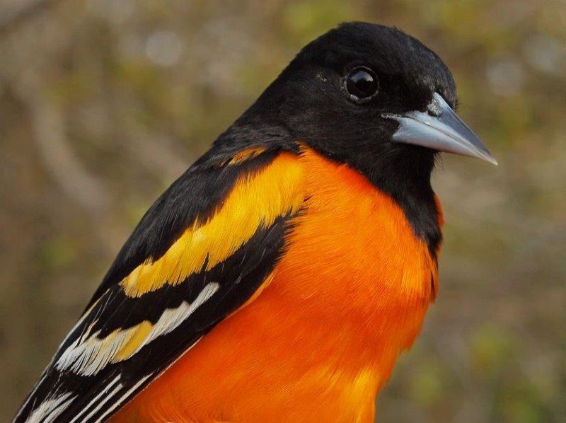 Among the many colourful birds returning to MBO this week was this striking after-second-year male Baltimore Oriole (Photo by Simon Duval)