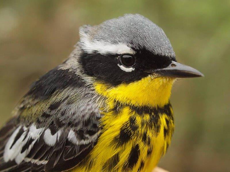 Magnolia Warbler was among the dozen warbler species that were observed for the first time this year over the past week (Photo by Simon Duval)