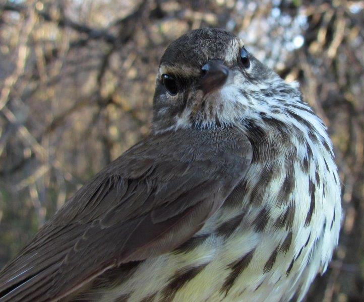Northern Waterthrush was the second most commonly banded warbler this week, with 13 individuals (Photo by Gay Gruner)