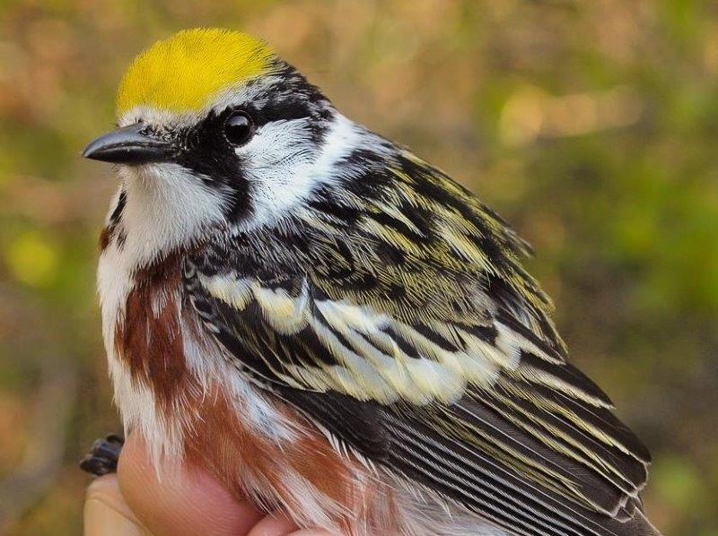Generally an uncommon species at MBO (on average only 6 banded each spring), Chestnut-sided Warbler was banded in relatively good numbers this week, with a total of 4 individuals. (Photo by Simon Duval)