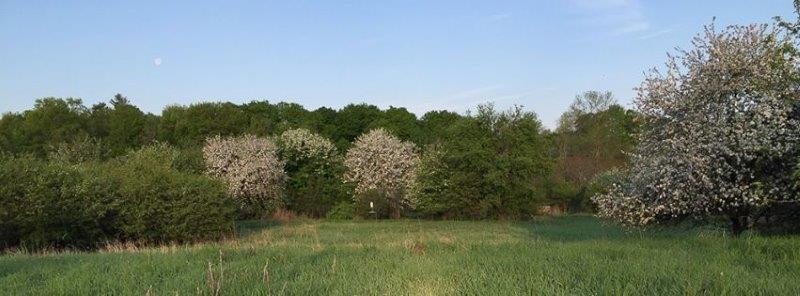 A view of the spring landscape at MBO, highlighted by the blossoming apple trees. (Photo by Simon Duval)