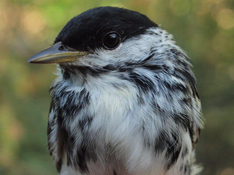 A traditional end-of-spring bird, Blackpoll Warbler was actually unusually scarce in the final week of the season this year (Photo by Simon Duval)