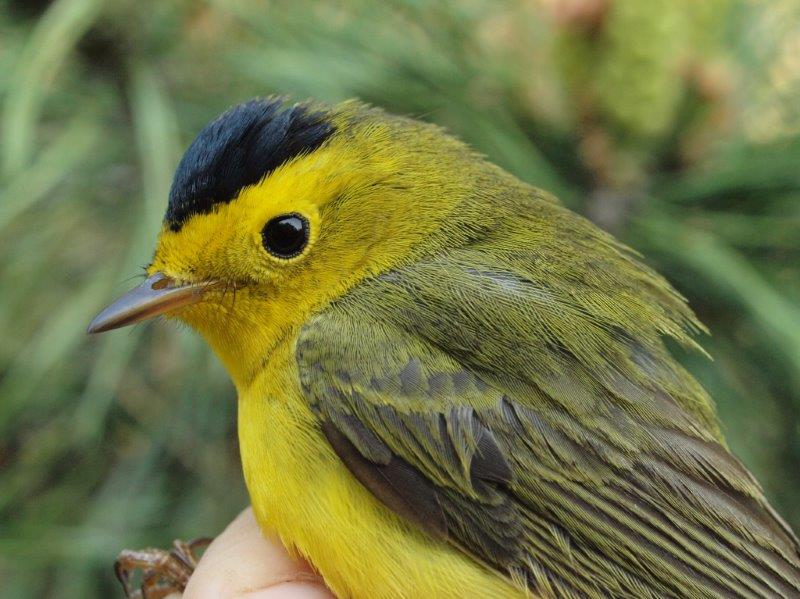  Like Blackpoll Warbler, Wilson’s Warbler is among the latest spring migrants, but was in below-average numbers in week 10 this year.  (Photo by Simon Duval) 