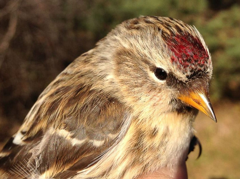 Despite a record count of Common Redpolls flying past l’Observatoire d’oiseaux de Tadoussac in October, few seem to have made it as far as Montreal yet, with this being one of just two banded at MBO this month (Photo by Simon Duval) Photo: 16wi03_PISI… Also scarce so far this winter are Pine Siskins, with just two banded at MBO as well (Photo by Simon Duval)
