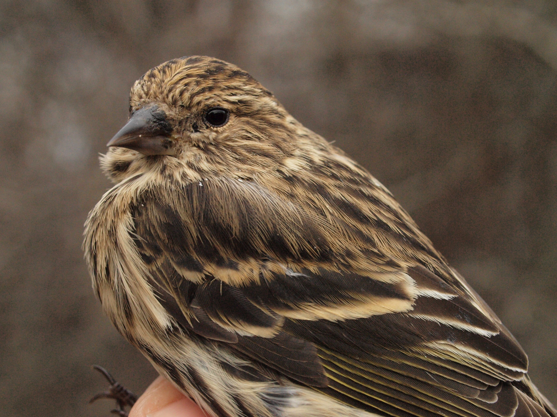 Also scarce so far this winter are Pine Siskins, with just two banded at MBO as well (Photo by Simon Duval)