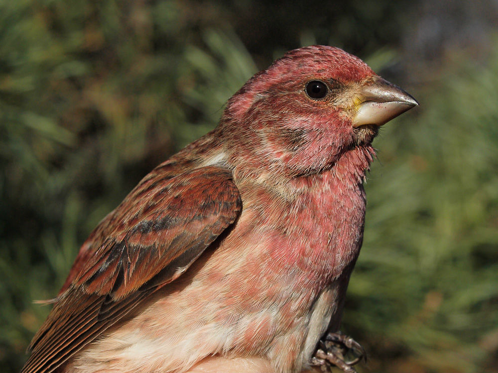 One of a record-breaking 15 Purple Finches banded at MBO during this period (Photo by Simon Duval)