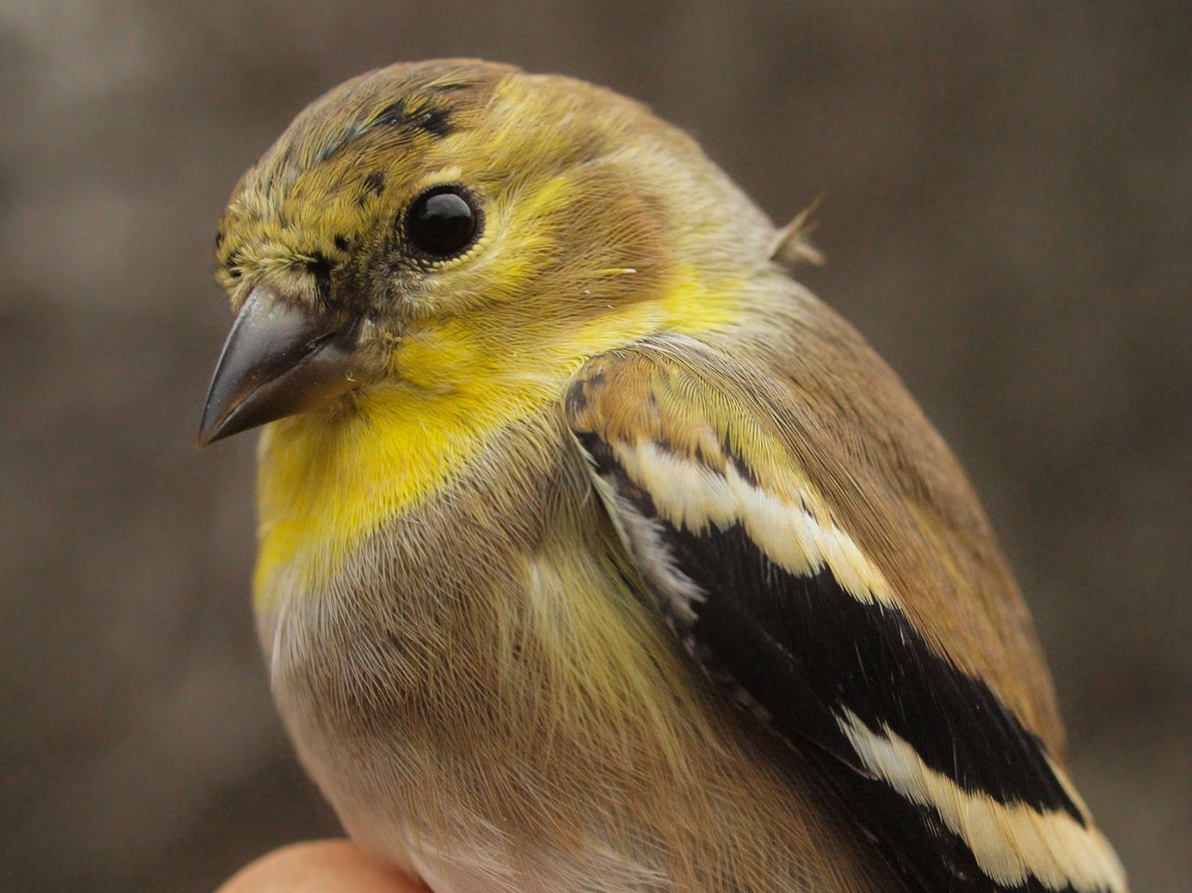 American Goldfinches are always common at MBO in winter, but this year they are being banded in unprecedented numbers (Photo by Simon Duval)