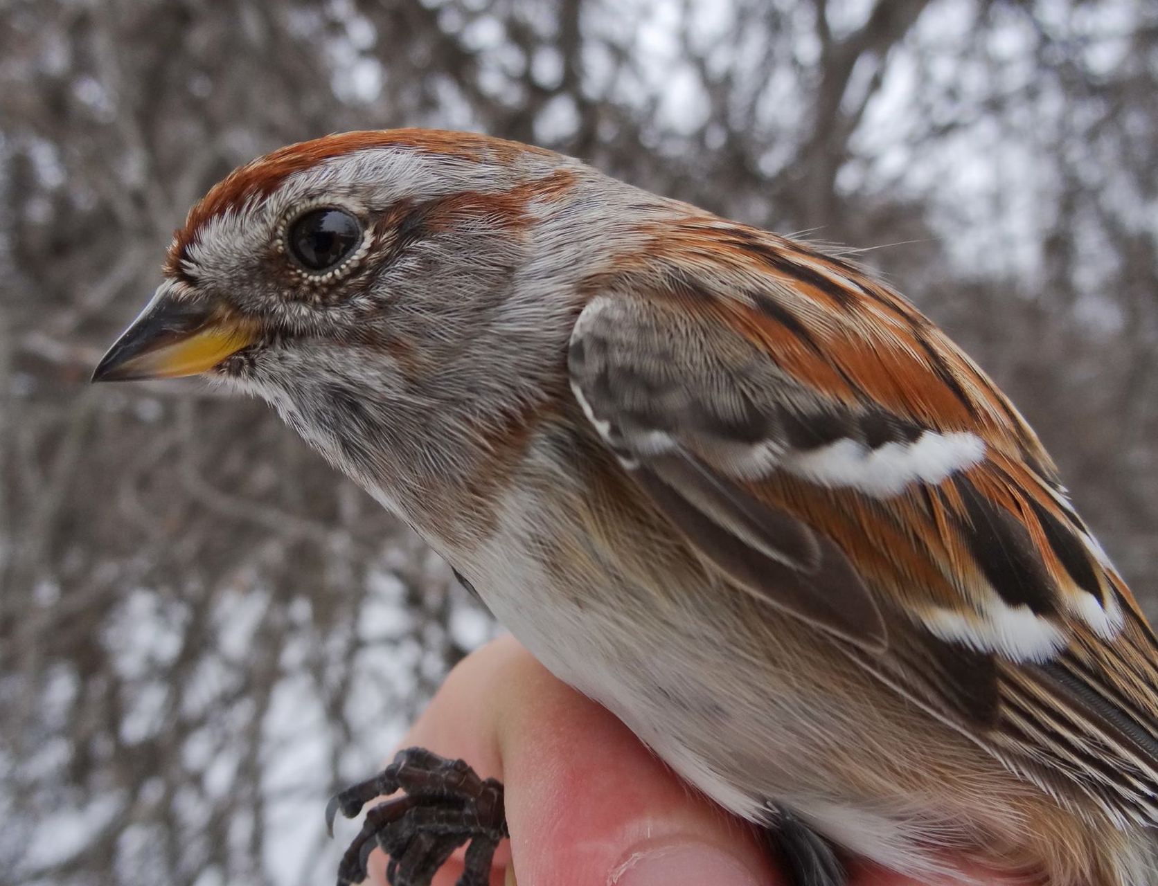 Although no American Tree Sparrows were banded this month, this one captured as a repeat provided a rare contrast to the steady stream of American Goldfinches in the nets (Photo by Nicolas Bernier)