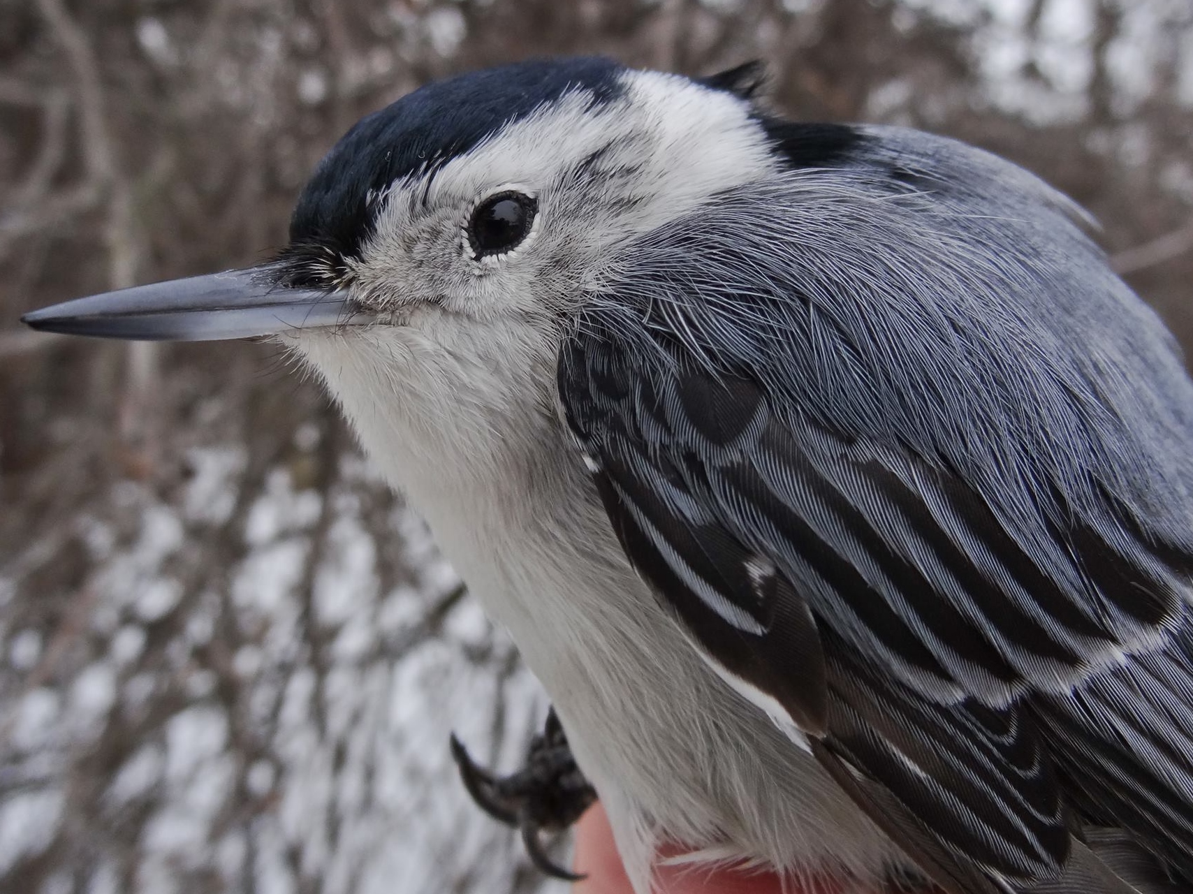 White-breasted Nuthatches are year-round residents at MBO, but are an uncommon capture and pleasant surprise in any season (Photo by Nicolas Bernier)