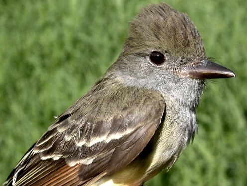 The 63rd and final species banded this spring, a Great Crested Flycatcher caught on June 2. (Photo by Marcel Gahbauer)-