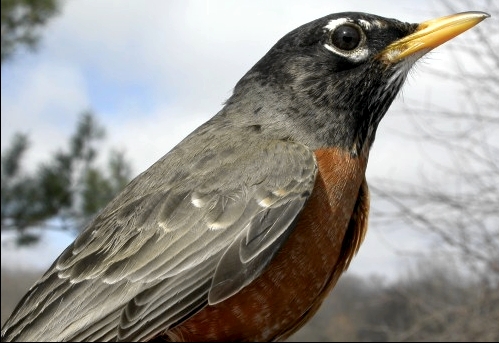 The first bird captured during the 2006 spring banding season was this male American Robin, banded at MBO almost exactly one year earlier, at a net immediately adjacent to where it was caught this time.  (Photo by Marcel Gahbauer)-