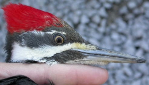 This female Pileated Woodpecker was one of only three birds banded on a very quiet Sunday morning.  It was just as well that it was otherwise quiet at the time, as she reminded us that Pileated Woodpeckers are hardly easy birds to handle! (Photo by Marcel Gahbauer)