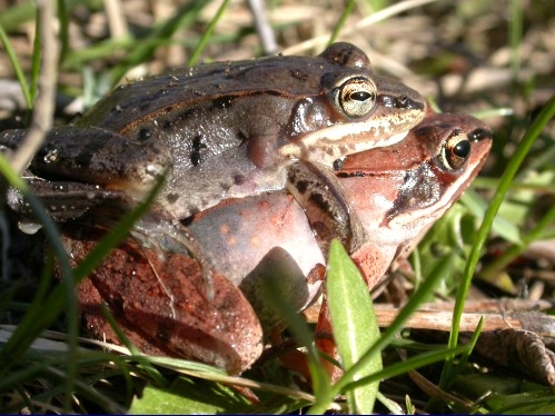 A pair of wood frogs caught in a private moment as they hopped across the path at net C1. (Photo by an accidentally voyeuristic Marcel Gahbauer)