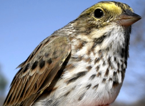 MBO's first Savannah Sparrow was this week's banding highlight.   (Photo by Marcel Gahbauer)-