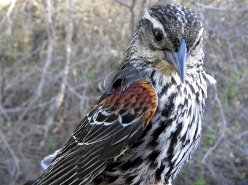 This female Red-winged Blackbird, recaptured this week, was one of the very first birds banded at MBO when we tested out nets in early May 2004.  She was an after-second-year bird at that time, which means that she is now at least 4 years old. (Photo by Marie-Anne Hudson)