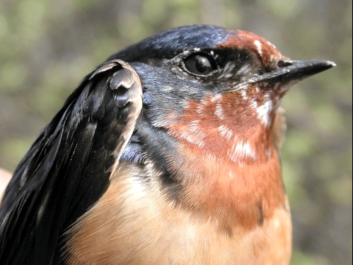 Barn Swallow, a new addition this week to our all-time list of species banded at MBO.  (Photo by Marcel Gahbauer)-
