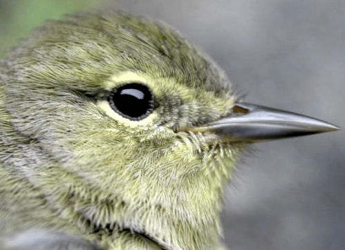 This second-year female Orange-crowned Warbler had only a couple of slightly orange-tipped feathers in her crown.  Until Sunday, this species had never been banded at MBO in spring.  (Photo by Marcel Gahbauer)-