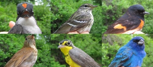 A sampling of some of our newly-banded species for this week (mounted in no particular order - we claim no favorites!  Actually, there were the photos that I had on hand...): Eastern Kingbird, Blackpoll Warbler, American Redstart, Veery, Canada Warbler,  and Indigo Bunting.   (Photos by Marie-Anne Hudson)-