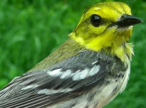 Apparently you get what you ask for at MBO!  This after-second year female Black-throated Green Warbler appeared in our nets on our final day of banding – two days after we stated in the weekly report that we had yet to band this species!  See below for another species that was first banded on our last day.  (Photo by Marie-Anne Hudson)-