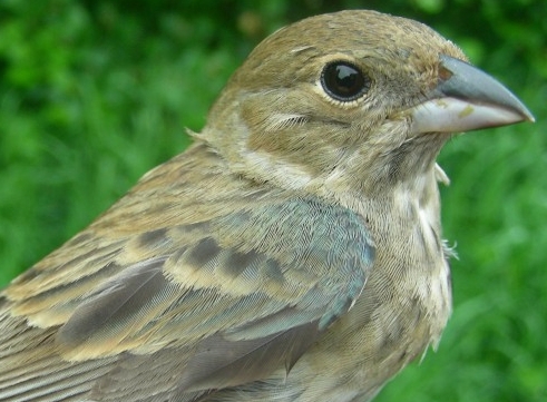 This after-second-year female Indigo Bunting also became the first of her species to be banded this spring.  It’s no surprise that these late-comers were older females, as many passerines exhibit differential migration: young males head north earlier than the older males, which are followed by the young females, and the older females are the last to arrive.  This is mostly due to the fact that the young males must seek out the best territories before the older males arrive if they hope to breed.  Conversely, the older females can take their time, so to speak, allowing the males to duke it out before the females make the long trek northward. (Photo by Marie-Anne Hudson) 