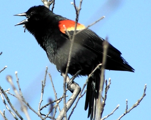 Though this vocal male didn’t perch in the greatest position for band-spotting, one male Red-winged Blackbird has been spotted sporting a band.  It’s only a matter of time before we get one in the nets!  (Photo by Marie-Anne Hudson)-