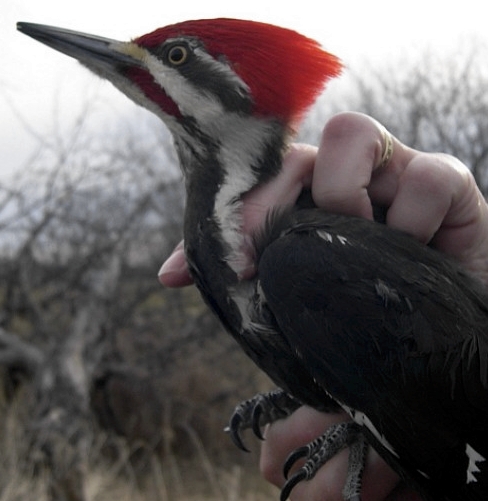 Our other star catch of the week was this Pileated Woodpecker, only the third ever banded at MBO, and the first male - as recognized by his red moustache (Photo by Andrée Dubois-Laviolette)