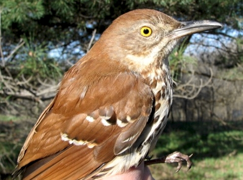 There is just nothing like a mimic's song first thing in the morning. We were very happy to see this Brown Thrasher – a species facing population declines – and he/she seemed happy to see us for he/she kept reappearing in our nets!!  (Photo by Barbara Frei)-