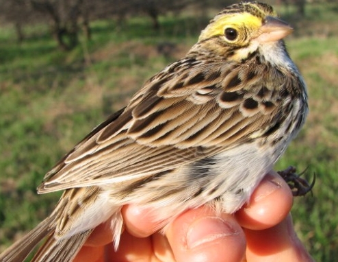 The delicate coloration of the Savannah Sparrow is well suited for this grassland species, whose soft and musical trill can be heard along the field edge every morning this spring at MBO. Perhaps this enchanting sparrow can make some birders rethink the impression that all sparrows can be lumped together as ‘little-brown-jobs’.  (Photo by Barbara Frei)