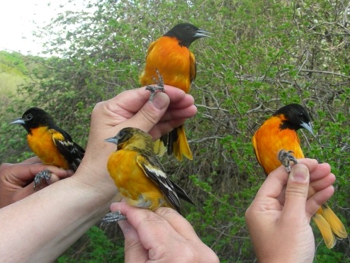 We believe that this is a first for MBO: four Baltimore Orioles all staying perfectly still while a photo is being taken, though regrettably not mugging for the camera.  These four were plucked out of the nets during the same round, adding much colour and attitude to the morning.  (Photo by Marie-Anne Hudson)