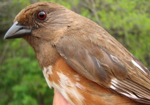 This second-year female Eastern Towhee, banded on Friday, was the first one ever seen at MBO, making it the 185th species on our checklist, and the fifth addition since the beginning of the 2007 spring season - we encourage all our dedicated observers to be on the lookout for #186 ... whatever it may be! (Photo by Barbara Frei)
