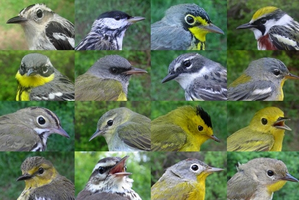From left to right:  FIRST ROW - SY-F Black-and-white Warbler, ASY-M Blackpoll Warbler, ASY-M Canada Warbler, SY-M Chestnut-sided Warbler  SECOND ROW - ASY-F Magnolia Warbler, ASY-M Mourning Warbler, ASY-F Myrtle Warbler, ASY-F Northern Parula  THIRD ROW - AHY-U Ovenbird, SY-M Tennessee Warbler, ASY-M Wilson’s Warbler, ASY-F Yellow Warbler  FOURTH ROW - ASY-F Cape May Warbler, AHY-U Northern Waterthrush, ASY-M Nashville Warbler, and ASY-F Common Yellowthroat. (Photos by Marie-Anne Hudson)