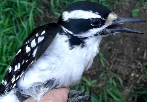 This third-year female Hairy Woodpecker represents a significant landmark for MBO, being the 10000th bird banded since MBO’s inception in 2004.  (Photo by Marie-Anne Hudson)-