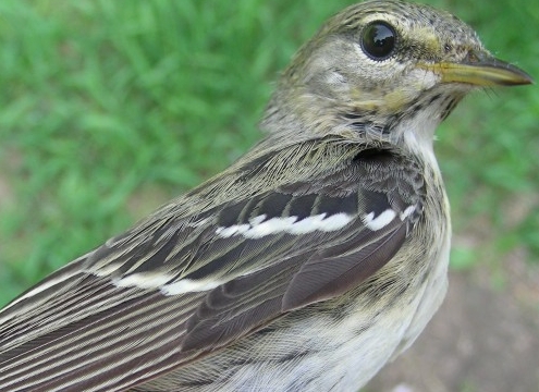 This second-year female Blackpoll Warbler was in good company as 33 of her traveling companions were banded and released this week.  Blackpolls of all ages and sexes meant several quick photo sessions for our ever-growing online photo library. (Photo by Marie-Anne Hudson)