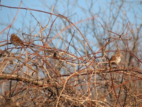 Fox Sparrows are among the songbirds beginning to trickle back to MBO this week.. (Photo by Barbara Frei)