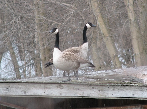 Every year the old blind in the back pond teeters closer to collapse, but the Canada Geese still show an interest in it as a nesting site.  Time will tell whether they end up seeking out a more stable location for laying this year's eggs (Photo by Barbara Frei).