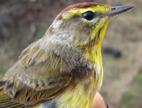 Our first warbler of 2008 was not the expected Yellow-rumped Warbler, but an after-second-year male Yellow Palm Warbler - especially surprising as we have now banded 100 Palm Warblers in total, but this was the first one we've banded during spring!  This little guy had a stow-away in the form of a tick which Barbara carefully removed.  We’re assisting with John Scott’s tick project again this year, so not only are we helping the birds by taking these rather uncomfortable creatures off, but we’re gleaning information from them as well!  (Photo by Barbara Frei)