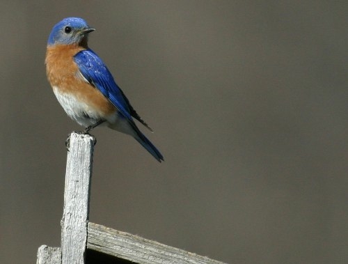 So far so good - the Eastern Bluebird pair is hanging around, showing great interest in our nest boxes and providing some great photo opportunities, including this one of the male standing guard on top of nest box #38 (Photo by André Pelletier)
