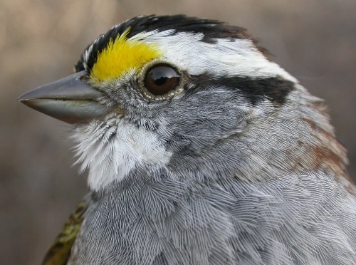 This was the week of the White-throated Sparrow at MBO!  Honourable mention goes to the woodpecker crew, with one Downy Woodpecker and two Yellow-bellied Sapsuckers banded (Photo by Marcel Gahbauer)