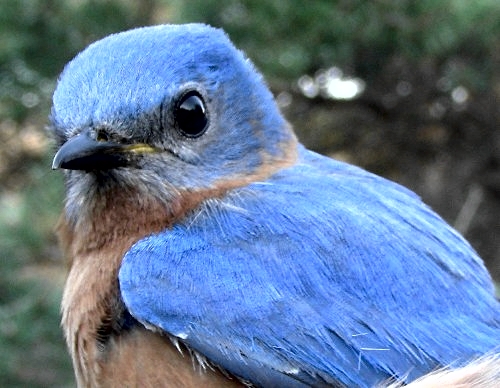Ask and ye shall receive:  they've been hanging around for a week and we've been saying how nice it would be for one of them to hit the net ... this after-second-year male obliged, taking his place as the third Eastern Bluebird banded at MBO. (Photo by Marie-Anne Hudson)  