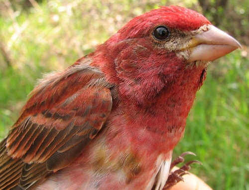 This after-second-year male Purple Finch had a well-developed cloacal protuberance, suggesting that it might be not far from its breeding grounds. (Photo by Barbara Frei)