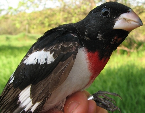 This second-year male Rose-breasted Grosbeak is showing the typically distinct contrast between its nice new glossy black adult feathers and its retained brown juvenile feathers that it has been sporting since last summer. (Photo by Barbara Frei)