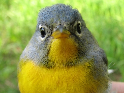 One of our smaller warblers, the Northern Parula is also among the least common warblers at MBO, ranking 20th among the 24 species we have banded to date. This after-second-year female is only the third Northern Parula we've banded during spring migration.  (Photo by Barbara Frei)